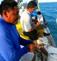 This image depicts fishermen processing conch in Belize's  coastal waters. A new report from the Wildlife Conservation Society reveals that no-take zones can help conch, lobster, and other economically valuable species recover from overfishing.