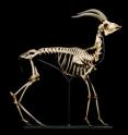 This is a skeleton of a Thomson's gazella with a flexible vertebral column, due to the short thorax, long lumbar region and the dorsal spines that are anteriorly backward pointing and posteriorly forward pointing, allowing dorsal flexion of the spine.
