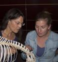 Authors Frietson Galis (left) and Clara ten Broek are investigating the vertebral column of a Thomson's gazelle.