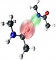 The hydrogen-bonding interaction causes the atoms on each individual N-methylacetamide molecule to vibrate in unison.