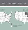 Snake fungal disease is emerging as a threat to many snake species across the Midwest and Eastern US.