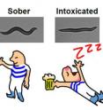 This is an image of a sober versus intoxicated worm, accompanied by a cartoon depicting the same states in a human.