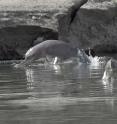 This is a  photo of Indus River dolphins.