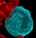Scientists may have found a way to imprison the malaria parasite in its protective chamber inside red blood cells. In the electron micrograph, the malaria parasites appear in blue and uninfected red blood cells are shown in red.