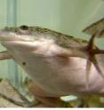 This image shows <i>Xenopus laevis</i>, the African clawed frog.