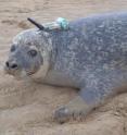 This is a harbor seal from this study tagged with a GPS phone tag.