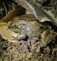 An Alaska wood frog creates a hibernacula from duff and leaf litter in a spruce forest on the University of Alaska Fairbanks campus in preparation for the long winter freeze.