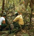 This image shows Larissa Gaigher and Dr. Yuri Leite inspecting pitfall traps installed at the type locality of the new species <i>C. quilombola</i> in Floresta Nacional do Rio Preto, Brazil.