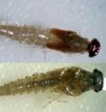 These are larvae of <i>Labiobaetis soldani</i>.