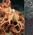 Left: The first species ever recovered from the deep sea. Center: Rockfish use deep-sea carbonate formations at Hydrate Ridge, US, as a refuge. Right: Deep-sea corals such as the one pictured are a source of jewelery and other riches.