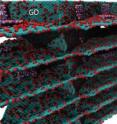 An illustration shows sheets of graphene oxide that self-assemble into the floors and walls of structured foam with help from platelets of hexagonal boron nitride that bind the sheets together. The tough, ultralight foam was created by materials scientists at Rice University.