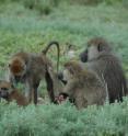 Baboon females rise in rank with a little help from their moms and sisters.
