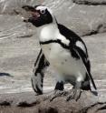 This is an African penguin vocalising.