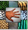 Like strips and dots in many animals, fingers can be considered as patterns that can be predicted by the Turing model.