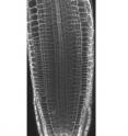 This shows a cell file undergoing sieve element differentiation in the root as captured by msPI staining.