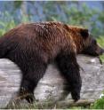 This is a bear sleeping on a log.
