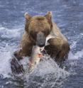 This is a bear eating a fish.