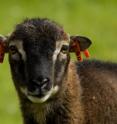 In the first evidence that natural selection favors an individual's infection tolerance, researchers from Princeton University and the University of Edinburgh have found that an animal's ability to endure an internal parasite strongly influences its reproductive success. The researchers used 25 years of data on a population of wild Soay sheep (above) living on the island of Hirta in northwest Scotland to assess the evolutionary importance of infection tolerance. The researchers tracked the number of offspring produced by each of nearly 2,500 sheep and found that those with the highest tolerance to infection produced the most offspring.