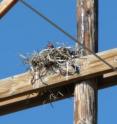 This is a raven chick in a nest built on a transmission tower in the study area.