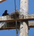 This is a common raven perched near its nest on transmission tower.