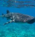 Researchers from the MWSRP think its possible whale sharks visit the shallow waters of S.A.MPA to warm up after diving deep for food