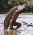 The arapaima fish, which once dominated Amazon fisheries, is long and can weigh as much as 400 pounds.