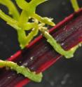 When parasitic plants such as dodder attack plants like the sugar beet shown here, there is a vast exchange of genetic information between the plants, a Virginia Tech researcher has discovered.