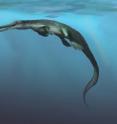 This is a marine crocodilian, here a dyrosaurid, swimming in the warm surface waters during the end of the Cretaceous period.