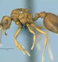 A queen ant of the host species <i>Mycocepurus goeldii</i>.