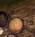 This is a gloomy scale insect (<i>Melanaspis tenebricosa</i>), with its protective scale pulled back.