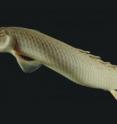 This is <I>Polypterus senegalus</I>.