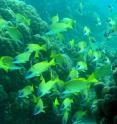 A school of common bluestripe snappers in the waters off Kenya. A new study conducted by the Wildlife Conservation Society and other organizations reports that further expansion of marine protected areas is needed to protect fish species playing key ecological functions.