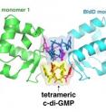 Duke structural biologists have found a unique interaction between a small molecule called cyclic-di-GMP and a larger protein called BldD that ultimately controls whether a bacterium spends its time in a vegetative state or making antibiotics.