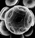 This is <i>Emiliana huxleyi</i>, a marine phytoplankton whose blooms can grow so large they are visible from space. The researchers found it does not require vitamin B1 to grow, as previously thought.