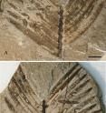 These are insect traces on a Zamites leave. (A) print; (B) counterprint (scale bars 10 mm).
