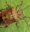 This is an adult brown marmorated stink bug (<i>Halyomorpha halys</i>).