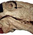 The arrow on this gorgonsopian skull indicates where the fossil scleral ring is found.