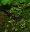 Carrel, Semlitsch and their team found that red-legged salamanders may climb trees for reasons beside food foraging.