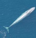 A California blue whale 65-feet-long swims off Baja California. California blue whales are also known as eastern North Pacific blue whales.