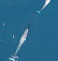 California blue whales -- the cow is 76 feet long and the calf is 47 feet -- swim near the California Channel Islands.