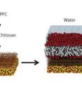 Organic and inorganic materials grouped together to bridge the gap between biology and physics.