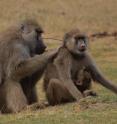 Humans may send cards or spend time together over beers or coffee, but one way that baboons make friends and cement social bonds is by grooming -- an activity that involves picking dirt and parasites and dead skin out of each other's fur. This adult male is grooming an adult female near Amboseli National Park in Kenya.