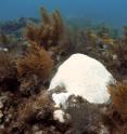 No, that is not a mound of snow sitting on a coral reef -- it is a colony of bleached "brain coral" on a reef off of Islamorada, Florida. Hard and soft corals are presently bleaching- losing their symbiotic algae -- all over the coral reefs of the Florida Keys due to unusually warm ocean temperatures this summer. Months with waters warmer than 85 F have become more frequent in the last several decades compared to a century ago, stressing and in some cases killing corals when temperatures remain high for too long.