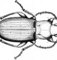 This is a drawing of <i>Calathus carballalae</i>, one of the new species found in Ethiopia.