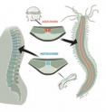 The marine worm <i>Platynereis</i> has a muscle (red) which develops in the same place and has the same genetic signature as the notochord (blue) that develops into our spinal discs.