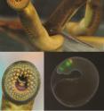 This shows the morphology of an adult sea lamprey (top); the ventral view of the unique oral disc, adapted for a parasitic lifestyle (bottom left); and a transient transgenic lamprey embryo (bottom right).