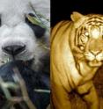 Pandas and tigers are very different, and they don't bump into each other, yet the similarities of their interactions with people, and how people affect them, offer important insights for conservation.