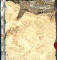 This subaerial exposure surface is observed at 33.782 meters below the mudpit. The units of the rule on the left side of the image are in centimeters. 
Note of special interest: small piece of grey at the top represents a period of time where sediments were not deposited in this location for five million years.