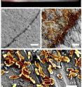 Joshi's team has demonstrated the ability to program <i>E. coli</i> biofilms to stick to certain substrates, such as stainless steel.  They fused a protein called MBD to the CsgA protein to develop a biofilm, which they allowed to adhere to steel over 48 hours &#8211 and then confirmed using a scanning electron microscope (SEM) that the biofilm withstood a vigorous washing procedure (as shown in c-d).