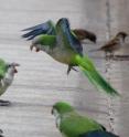 A new study on monk parakeets reveals a sophisticated social structure with layers of relationships and complex interactions.